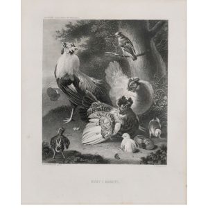 d'Hondecoeter M. - Hens and Roosters