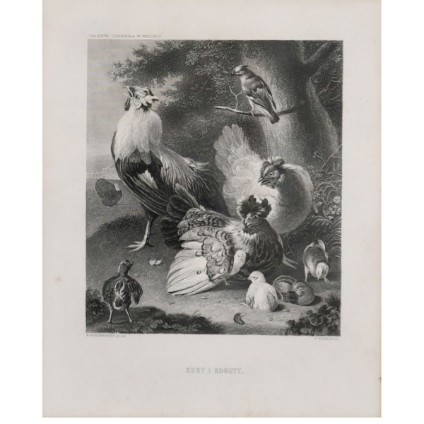 d'Hondecoeter M. - Hens and Roosters
