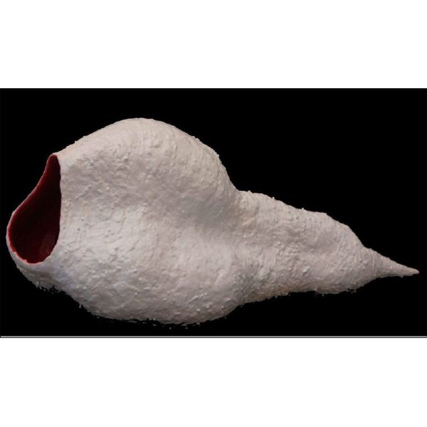 Drinković Vitar - Crvotočina (galaktčki picosperm)